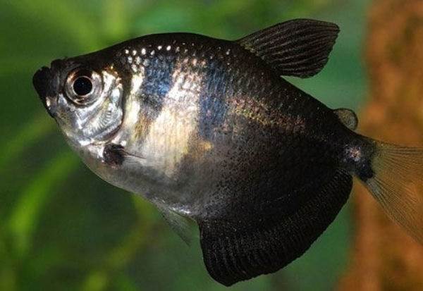 Тернеция-карамелька-рыбка-Описание-особенности-виды-и-уход-за-тернецией-12