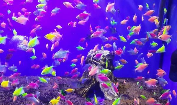 Тернеция-карамелька-рыбка-Описание-особенности-виды-и-уход-за-тернецией-13