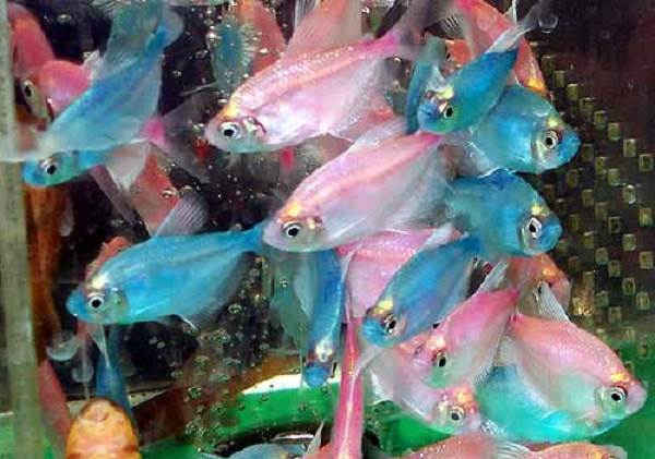 Тернеция-карамелька-рыбка-Описание-особенности-виды-и-уход-за-тернецией-14