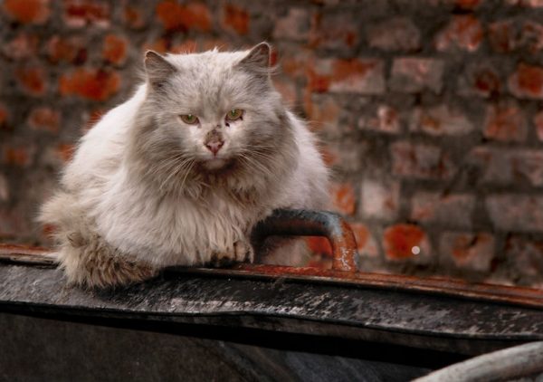 Уличный кот