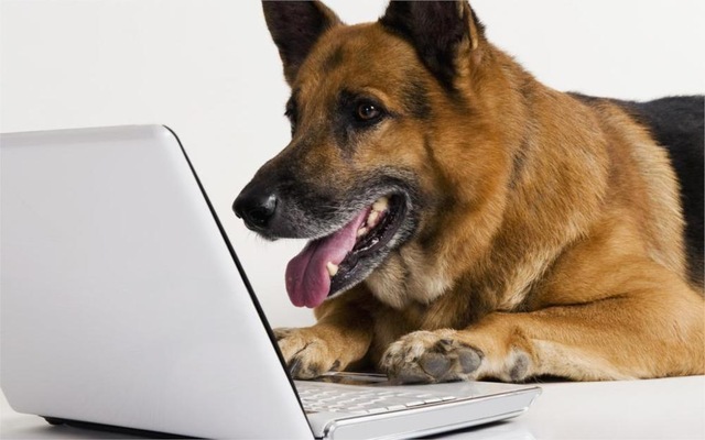 умная немецкая овчарка