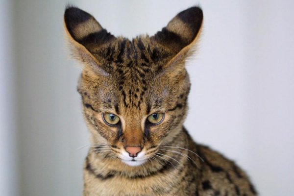 Уши кошки породы саванна