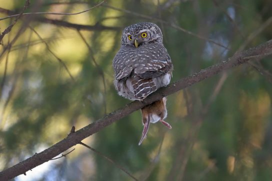 Животные и растения Алтайского края, занесенные в Красную книгу