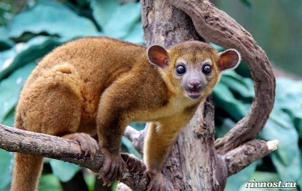 Животные-тропического-леса-Описание-названия-и-особенности-животных-тропического-леса-30