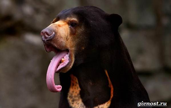 Животные-тропического-леса-Описание-названия-и-особенности-животных-тропического-леса-31