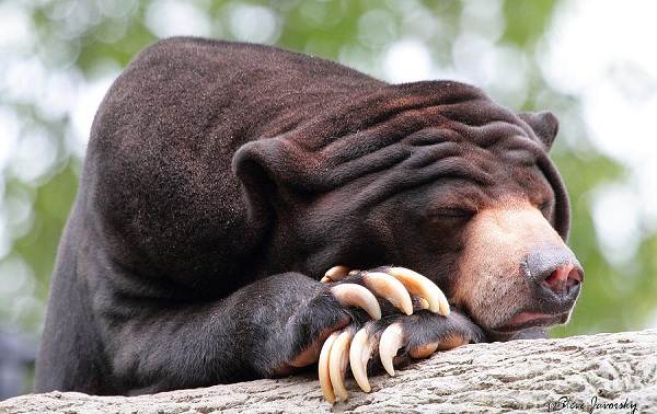 Животные-тропического-леса-Описание-названия-и-особенности-животных-тропического-леса-32