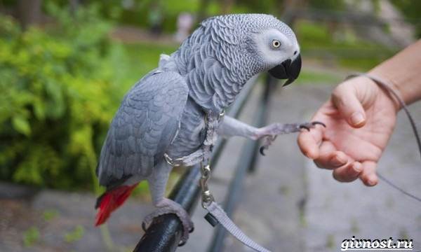 Животные-тропического-леса-Описание-названия-и-особенности-животных-тропического-леса-34