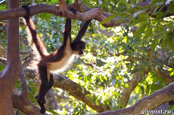 Животные-тропического-леса-Описание-названия-и-особенности-животных-тропического-леса-35