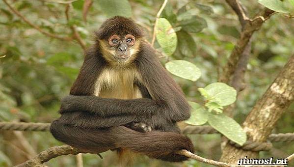 Животные-тропического-леса-Описание-названия-и-особенности-животных-тропического-леса-36