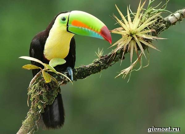 Животные-тропического-леса-Описание-названия-и-особенности-животных-тропического-леса-38