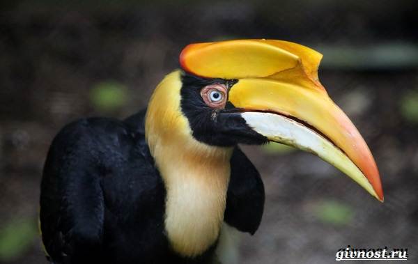 Животные-тропического-леса-Описание-названия-и-особенности-животных-тропического-леса-39