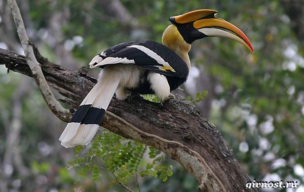 Животные-тропического-леса-Описание-названия-и-особенности-животных-тропического-леса-40