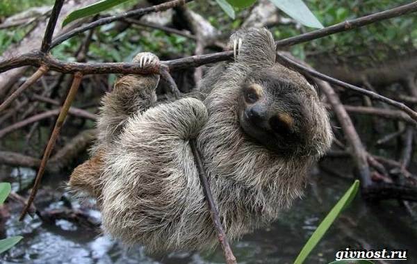 Животные-тропического-леса-Описание-названия-и-особенности-животных-тропического-леса-41