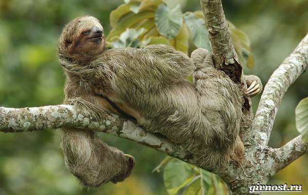 Животные-тропического-леса-Описание-названия-и-особенности-животных-тропического-леса-42