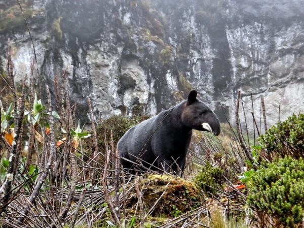 Тапир: что за животное, где обитает и как выглядит
