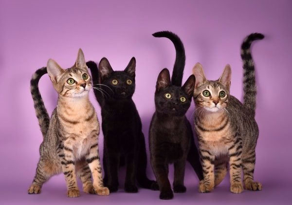 Разнообразие котят серенгети