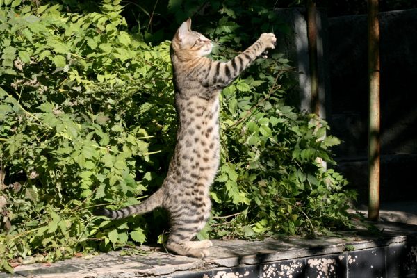 Серенгети во дворе