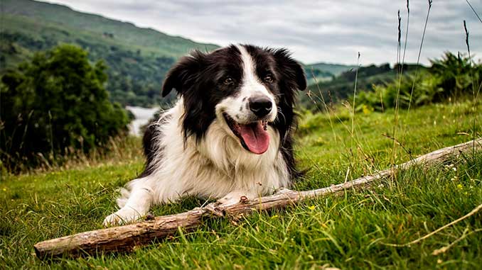бордер-колли черно-белая картинка