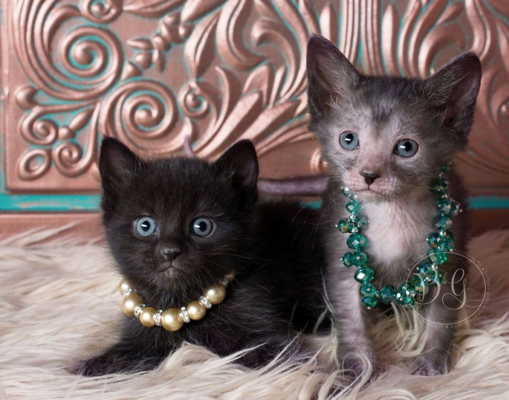 Цены на ликоев