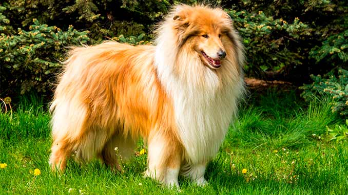 порода собак колли фото