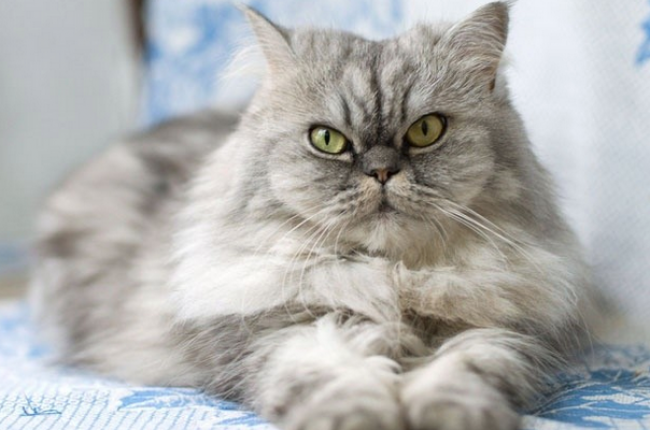 Все самое важное о стерилизации кошек