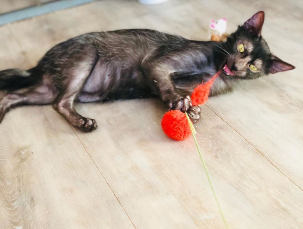 Животные очень энергичны