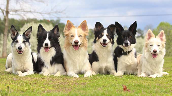 картинки бордер колли