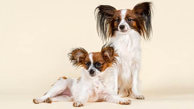 фото подрощенных щенков Папильона