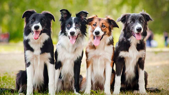картинки бордер колли