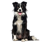 взрослая собака бордер-колли