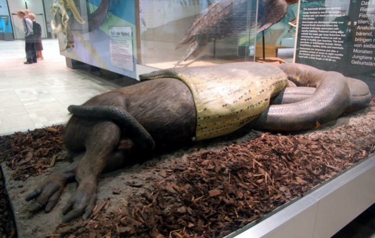 Анаконда — охота, почему она самая большая змея в мире