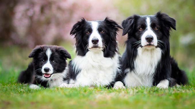 фото бордер-колли со щенком