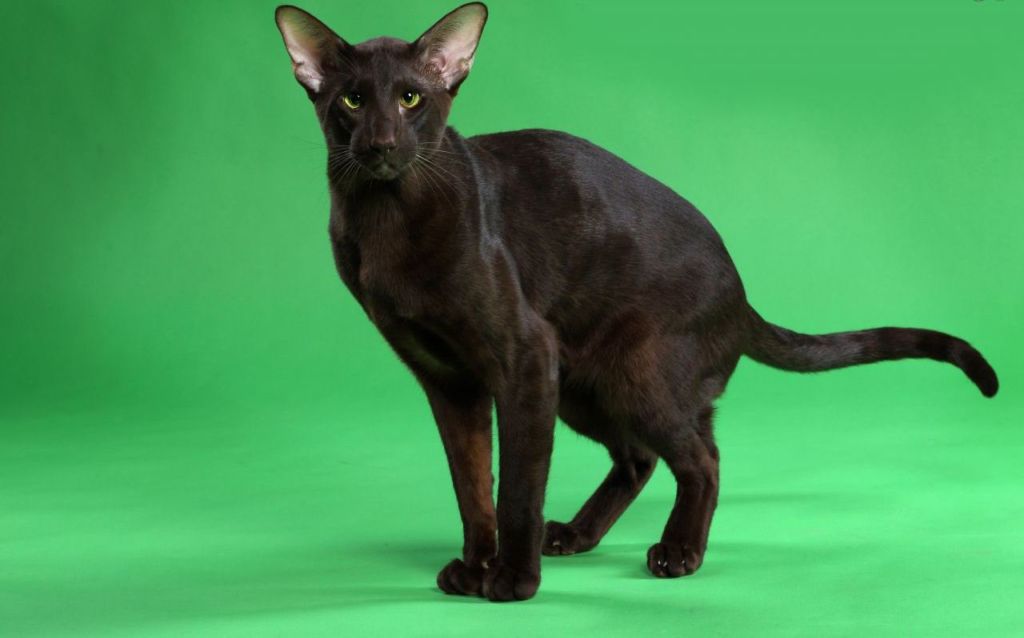 Кошка гавана это хорошо сбалансированное животное, среднее по размерам с мускулистым телом