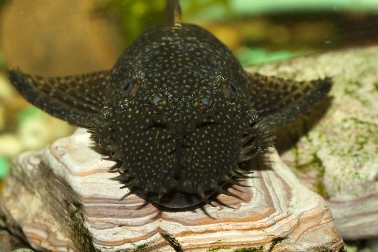 Аулонокара: содержание, совместимость, разведение, виды