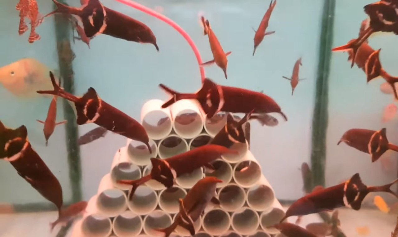 Рыба-слон (Gnathonemus petersii): содержание, разведение