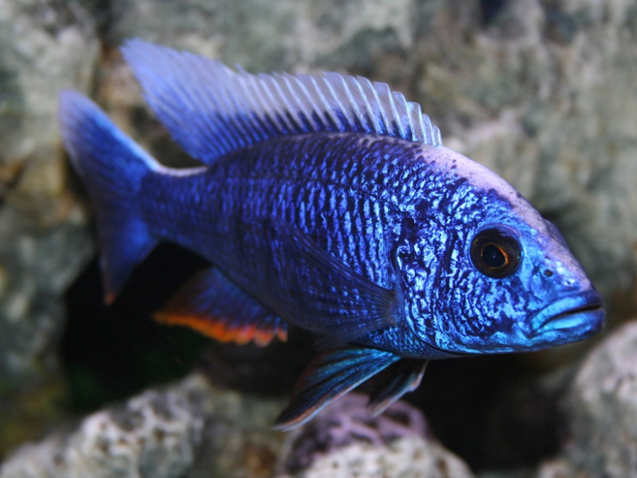 аулонокарой ньяса