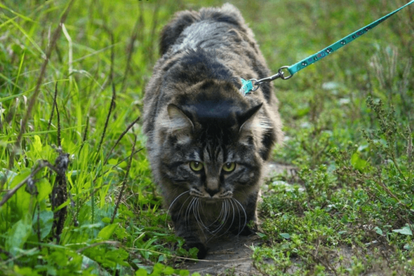 Бобтейл в туре