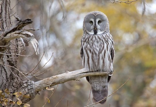 Животные и растения Алтайского края, занесенные в Красную книгу
