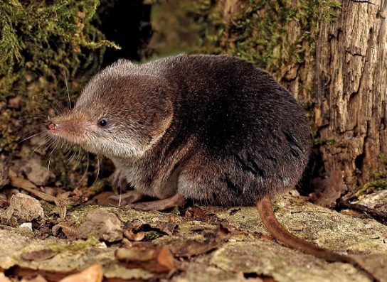 Животные и растения Алтайского края, занесенные в Красную книгу