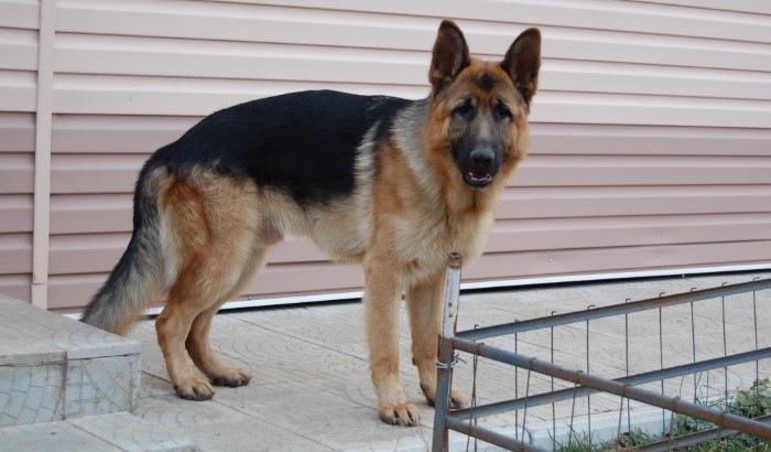 Hva og hvordan å mate