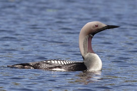 Животные и растения Алтайского края, занесенные в Красную книгу
