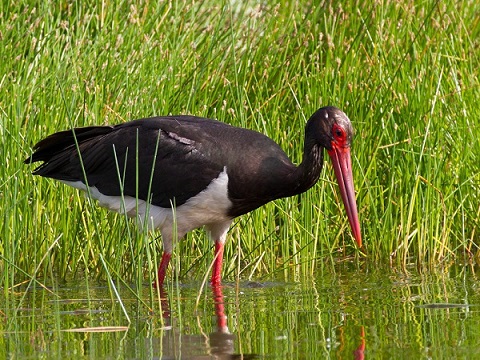 Крымские эндемичные растения и животные