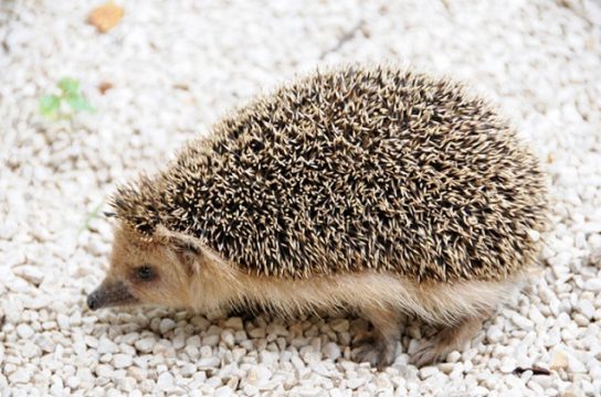 Ежи - виды и особенности пород, чем питаются и где обитают