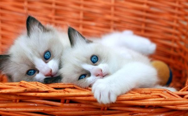 Два котенка рэгдолл из одного помета