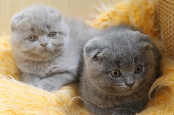 Два котёнка породы скоттиш-фолд
