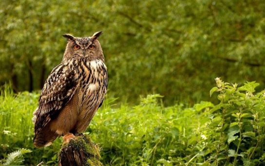 Крымские эндемичные растения и животные