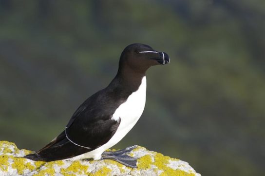 Какая птица ныряет глубже