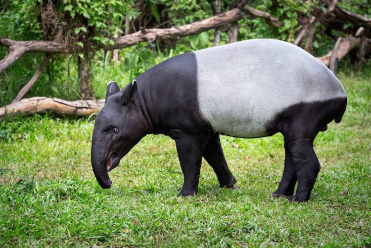 Тапир: что за животное, где обитает и как выглядит