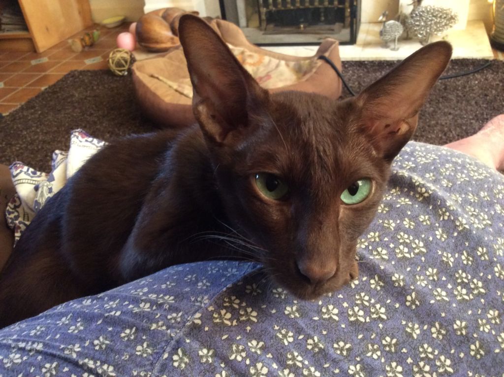 Гавана браун очень привязана к семье, но не склонна к страданиям, если остается одна долгое время