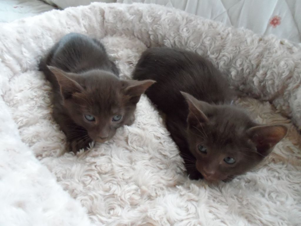 Подробное описание породы кошек гавана браун